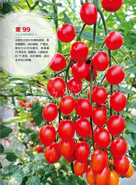 蜜99