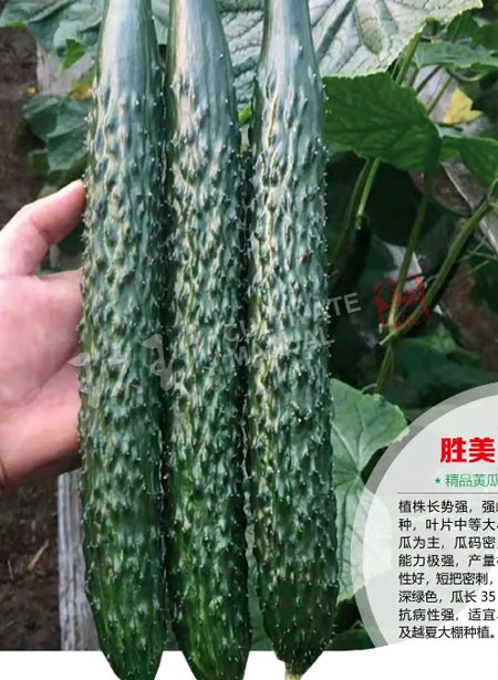 胜美