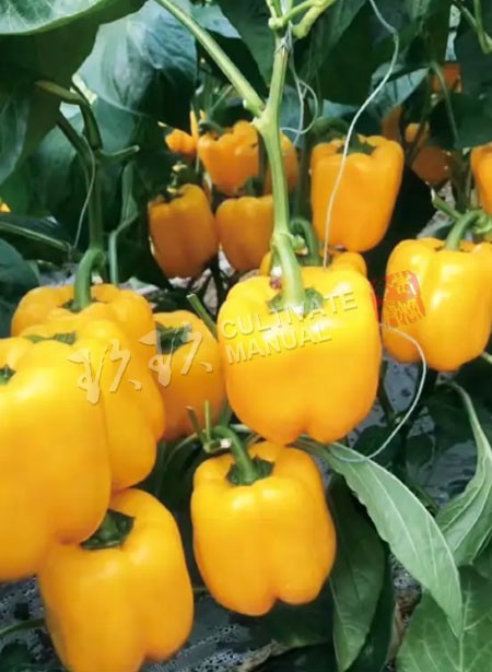 黄金玉
