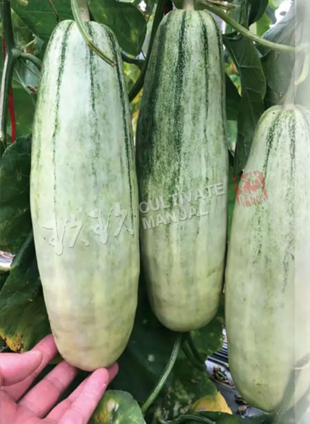 玖玖羊角蜜