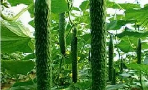 为什么有的黄瓜有花无果？